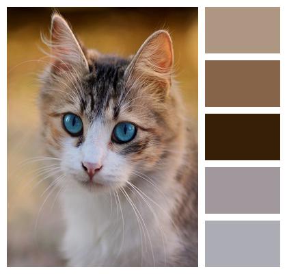 Cat Pet Blue Eyes Image